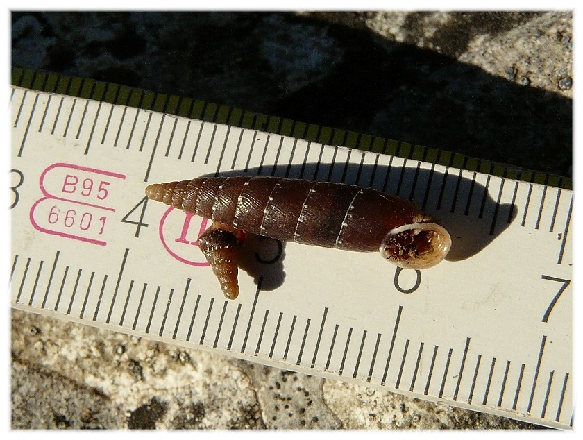 Siciliaria gibbula con anomalia......